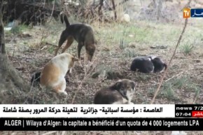 قانونيا..حل مشكل الحيوانات الضالة مسؤولية البلديات