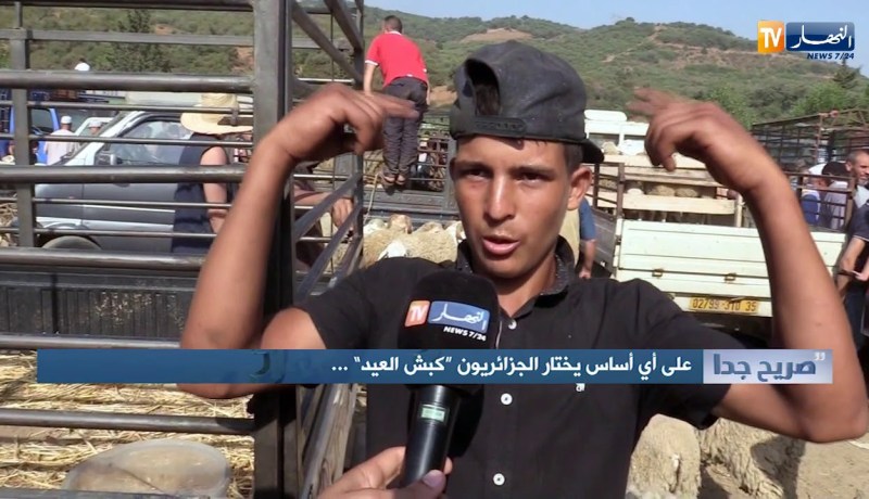 على أي أساس يختار الجزائريون” كبش العيد”