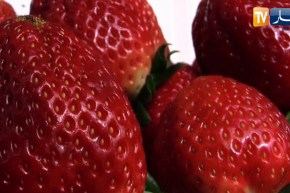 فلاحة: الفراولة.. بين جودة المنتوج وإختلاف الأسماء