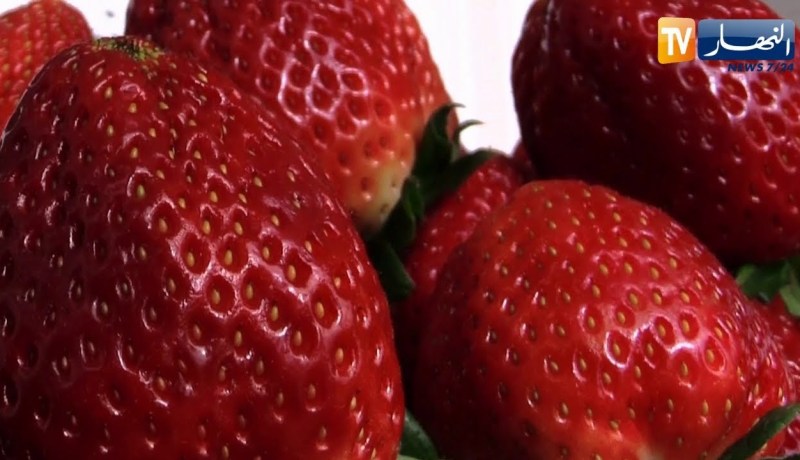 فلاحة: الفراولة.. بين جودة المنتوج وإختلاف الأسماء