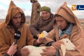 أم البواقي: مربو المواشي يقاومون طاعون المجترات الصغيرة بأموالهم الخاصة