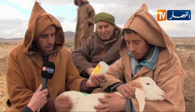 أم البواقي: مربو المواشي يقاومون طاعون المجترات الصغيرة بأموالهم الخاصة