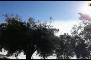 الأراضي الفلاحية بأعالي معسكر تكتسي الحلّة البيضاء