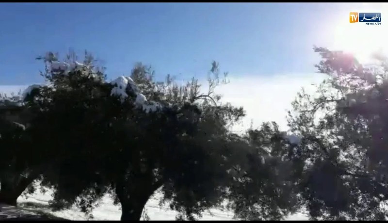 الأراضي الفلاحية بأعالي معسكر تكتسي الحلّة البيضاء