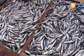 الشلف: إقبال كبير على السردين بعد تراجع أسعاره و وفرته بالأسواق
