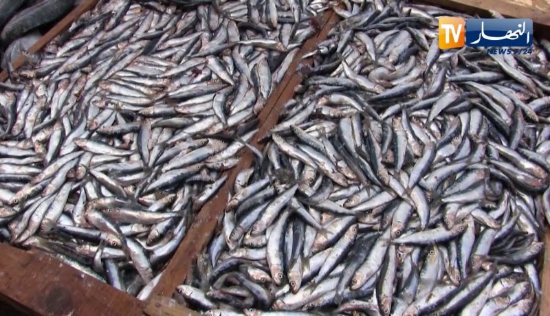 الشلف: إقبال كبير على السردين بعد تراجع أسعاره و وفرته بالأسواق