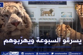 توقيف 13 شخصا وإسترجاع 5 أسود و3 نمور و88طائر ببغاء