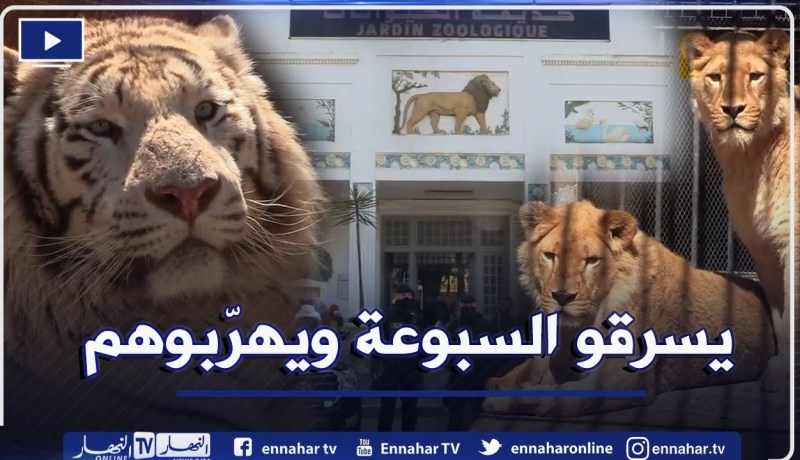 توقيف 13 شخصا وإسترجاع 5 أسود و3 نمور و88طائر ببغاء