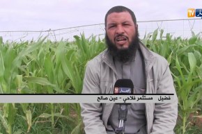 عين صالح: زراعة الذرة..تجربة ناجحة بمنطقتي كويمبي وفقارة الزوى