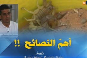 هذه هي الإجراءات الوقائية لتفادي لسعات العقارب والإسعافات الأولية اللازمة !!