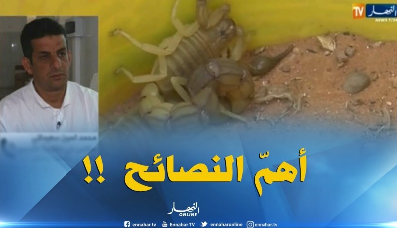 هذه هي الإجراءات الوقائية لتفادي لسعات العقارب والإسعافات الأولية اللازمة !!