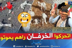 الشيخ النوي: الفلاح راه يعاني مسكين..  والنعاج راهي تموت.. ويقولو مرناش في حالة طوارئ