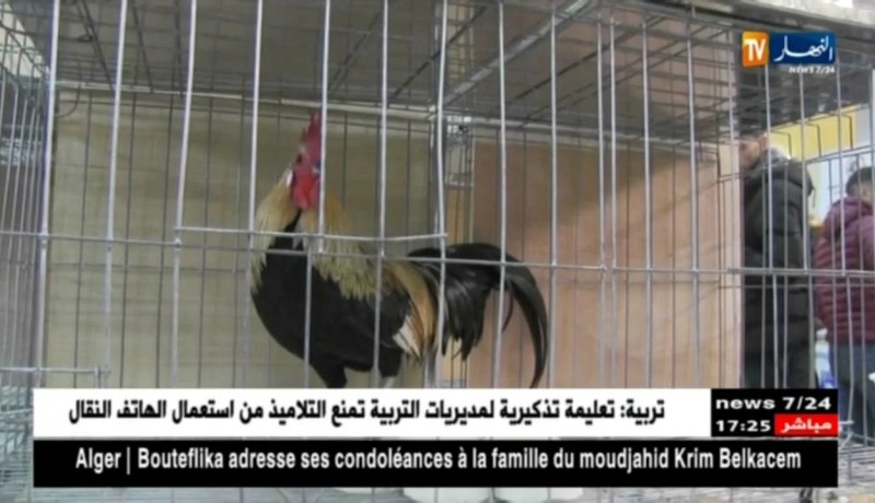 وهران: نادي الباهية لحمام السباقات تنظم أول معرض لحمام الزينة