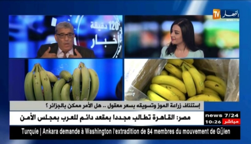 إستئناف زراعة الموز وتسويقه بسعر معقول .. هل الأمر ممكن بالجزائر ؟