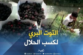 جيجل: أطفال يقطفون التوت البري و يبيعونه على حافة الطرقات لكسب الرزق الحلال