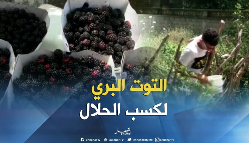 جيجل: أطفال يقطفون التوت البري و يبيعونه على حافة الطرقات لكسب الرزق الحلال