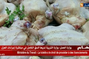 صرع الدواجن.. الجزائريون يحققون قبل شراء الدجاج