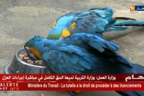 حدائق الحيوانات بالجزائر في حالة يرثى لها.. من المسؤول ؟