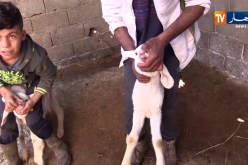 سيدي بلعباس: حالة طوارئ بسبب طاعون المجترات والحمى القلاعية