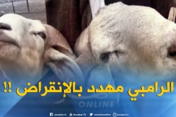 تيارت : الرامبي..السلالة الأولى بالجزائر مهددة بالإنقراض !!