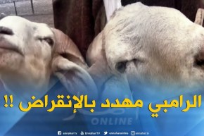 تيارت : الرامبي..السلالة الأولى بالجزائر مهددة بالإنقراض !!