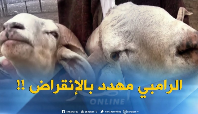 تيارت : الرامبي..السلالة الأولى بالجزائر مهددة بالإنقراض !!