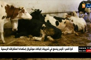 فلاحة : تربية الأبقار المنتجة للحليب …المهمة الشاقة