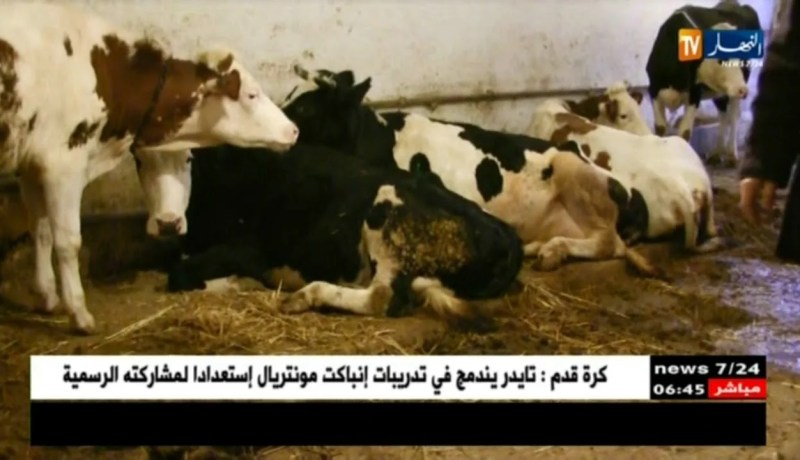 فلاحة : تربية الأبقار المنتجة للحليب …المهمة الشاقة