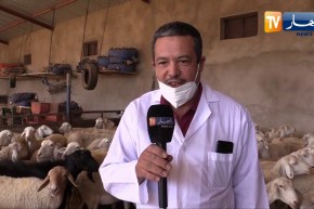 معسكر: حملة واسعة لتلقيح الأغنام والأبقار ضد مرض الطاعون و الحمى القلاعية