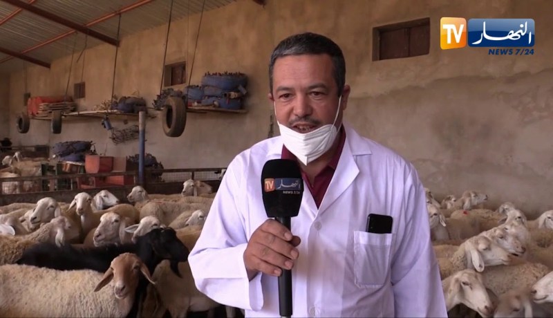 معسكر: حملة واسعة لتلقيح الأغنام والأبقار ضد مرض الطاعون و الحمى القلاعية