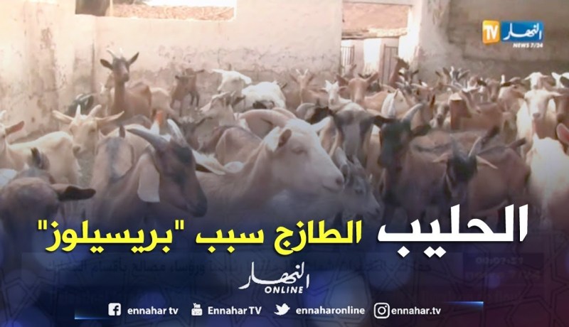 غرداية: 109 حالات إصابة بالحمى المالطية “بريسيلوز” والسبب الحليب الطازج