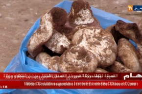 الجلفة: مواطنون يقطعون مسافات طويلة لجني الفقاع والترفاس