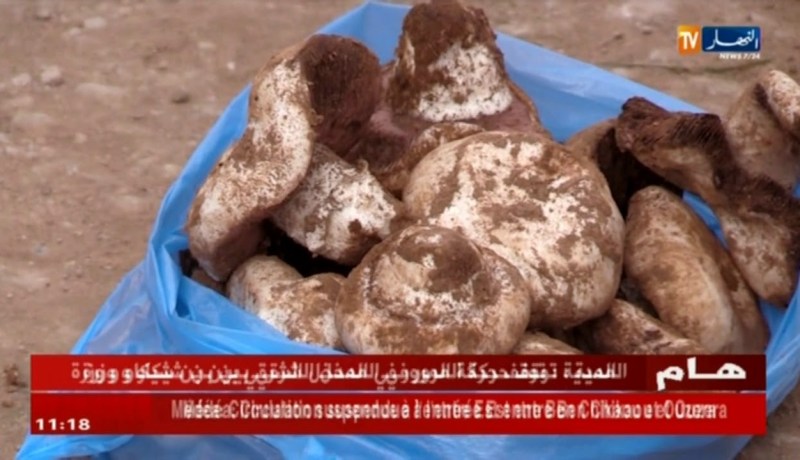 الجلفة: مواطنون يقطعون مسافات طويلة لجني الفقاع والترفاس