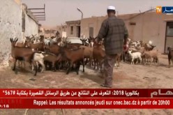 غرداية  : 109 حالات إصابة بالحمى المالطية البشرية “بريسيلوز” و السبب الحليب الطازج