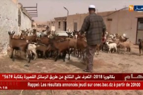 غرداية  : 109 حالات إصابة بالحمى المالطية البشرية “بريسيلوز” و السبب الحليب الطازج