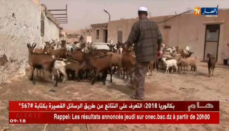 غرداية  : 109 حالات إصابة بالحمى المالطية البشرية “بريسيلوز” و السبب الحليب الطازج
