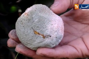 فلاحة: شح الأمطار.. نقص مياه السقي ثنائية تهدد شعبة الحمضيات هذا الموسم