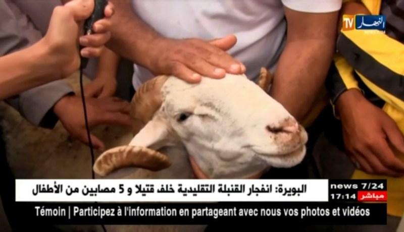 سعيدة: إستقرار في أسعار سوق الماشية عضية عيد الأَضحى