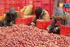 غرداية: “التويزة”..ماكثات بالبيت يعملن جماعيا في تنقية وفرز التمور بالمنيعة