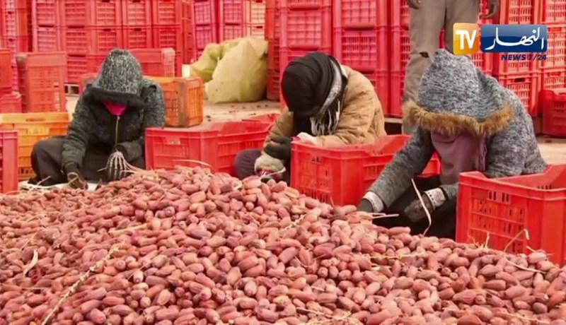 غرداية: “التويزة”..ماكثات بالبيت يعملن جماعيا في تنقية وفرز التمور بالمنيعة