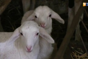 بجاية: مربو الماشية بحوض الصومام يتكبدون خسائر كبيرة