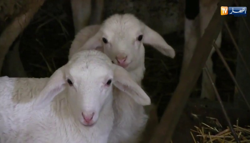 بجاية: مربو الماشية بحوض الصومام يتكبدون خسائر كبيرة