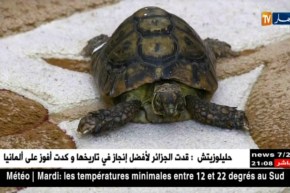 ‘قاديرو” السلحفاة البرية.. 49 سنة وسط أجواء عائلية طبيعية بجيجل