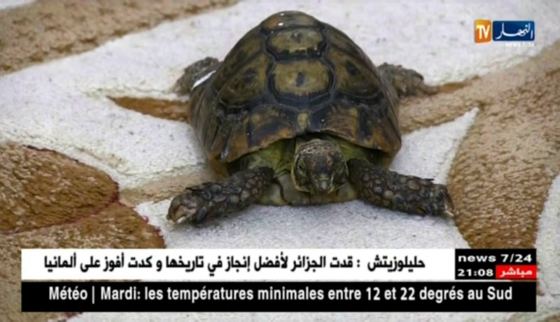 ‘قاديرو” السلحفاة البرية.. 49 سنة وسط أجواء عائلية طبيعية بجيجل