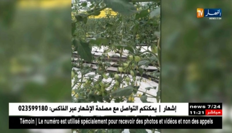 فلاحة/ منظمة الأغذية والزراعة تشيد بمؤسسة طهراوي