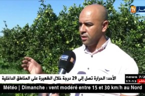 فلاحة: فلاحو شعبة الحمضيات يسجلون وفرة في الإنتاج مقابل غياب الدعم