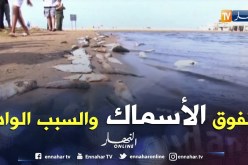 عين تموشنت: نفوق كمية من السمك بواد سنان بشاطئ تارقة