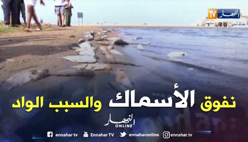 عين تموشنت: نفوق كمية من السمك بواد سنان بشاطئ تارقة