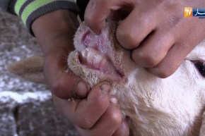 فلاحة: طاعون المجترات الصغيرة.. اللقاح في طور التصنيع والوباء يواصل زحفه