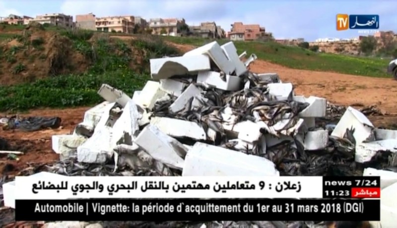 عين تموشنت/ كميات معتبرة من السمك ترمى..مجهولون في قفص الإتهام